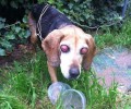 Θεσσαλονίκη: Ο σκύλος περιφερόταν χωρίς να βλέπει σε αυτή την κατάσταση στο Πλαγιάρι